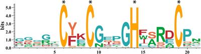 Comprehensive Genome-Wide Identification, Characterization, and Expression Analysis of CCHC-Type Zinc Finger Gene Family in Wheat (Triticum aestivum L.)